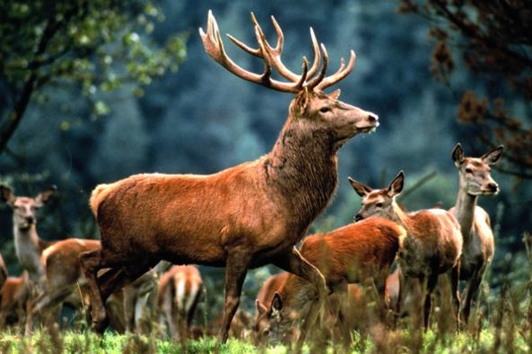 Lov jelena evropského