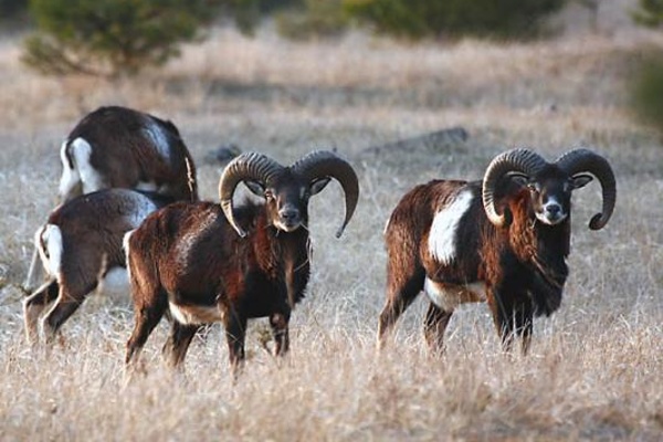 Perlika kropenat